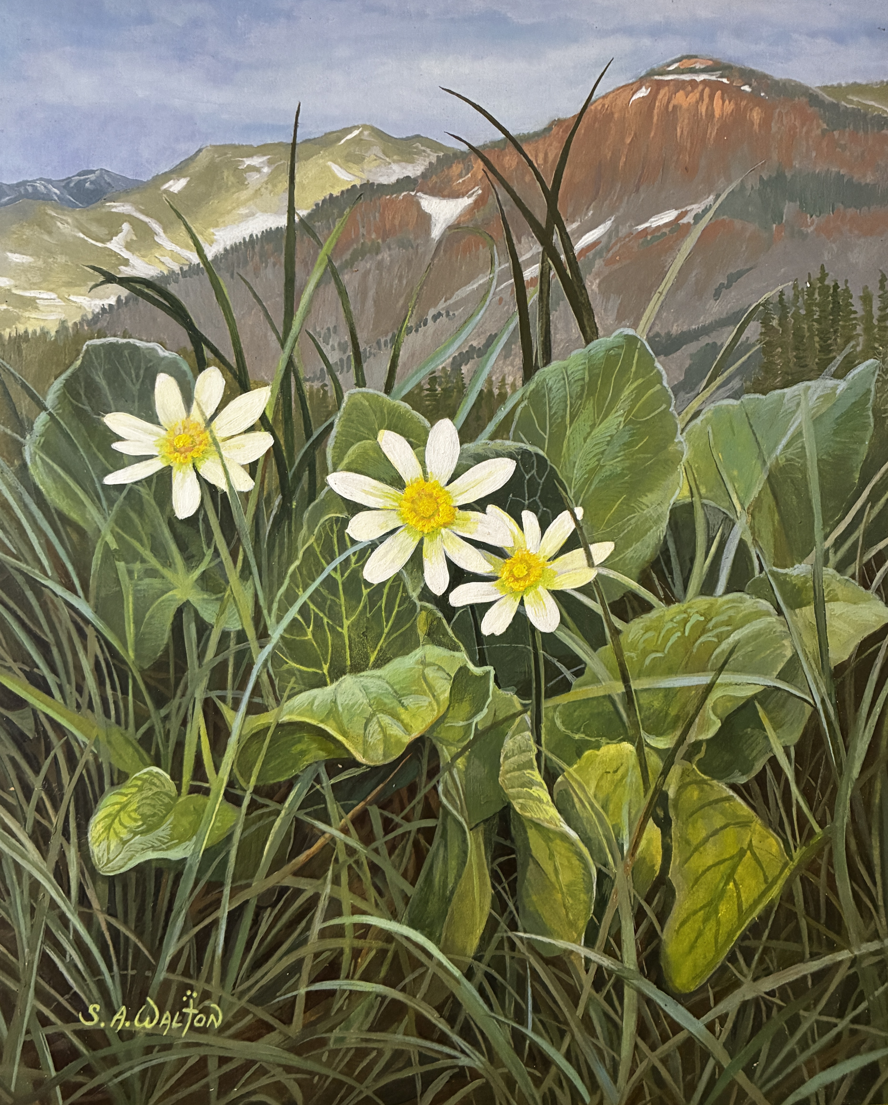 Elk’s Lips ~ Rocky Mountain Meadow