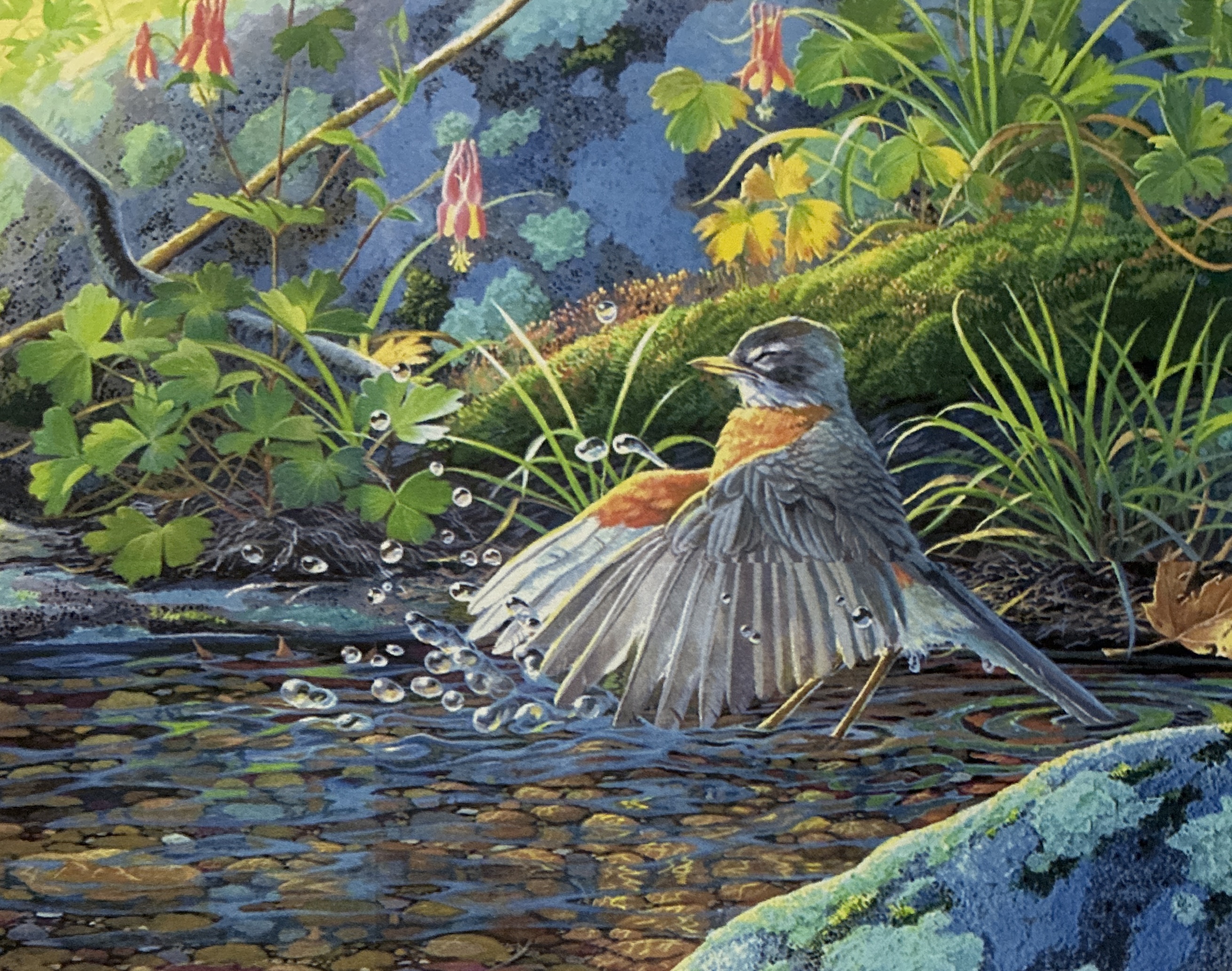 Splash ~ American Robin and Columbine