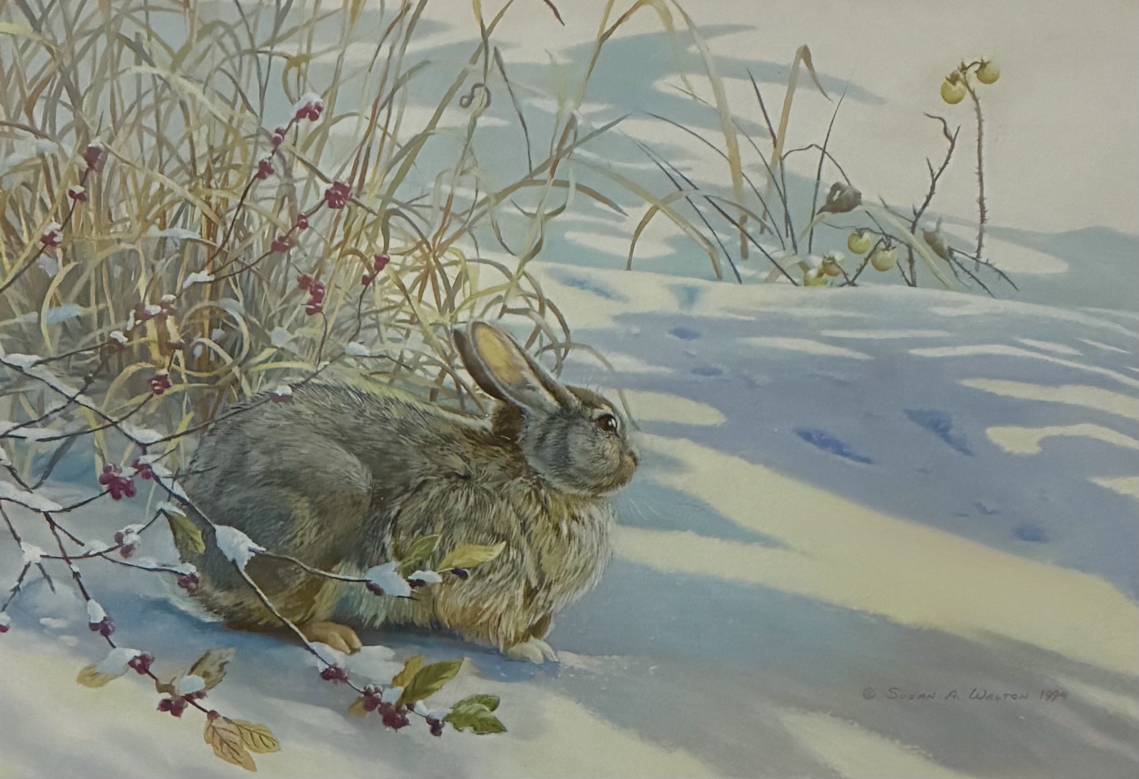 Winter Crossing ~ Eastern Cottontail