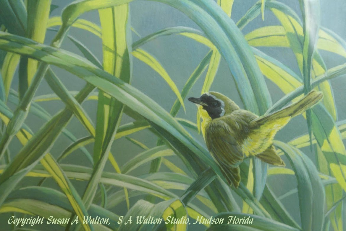My Heart Exults ~ Common Yellowthroat & Tradescantia