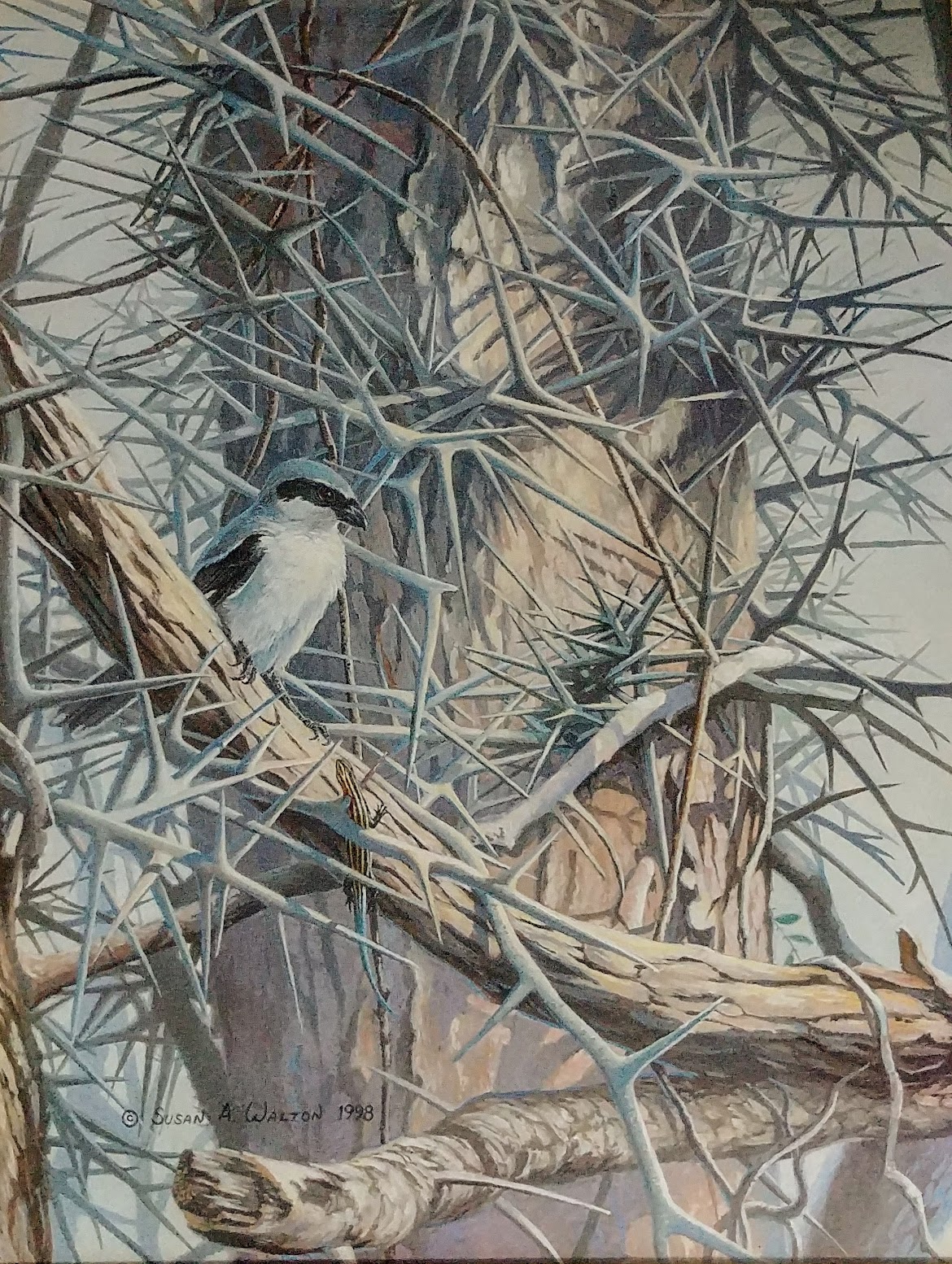 Forsaken ~ Loggerhead Shrike and Skink