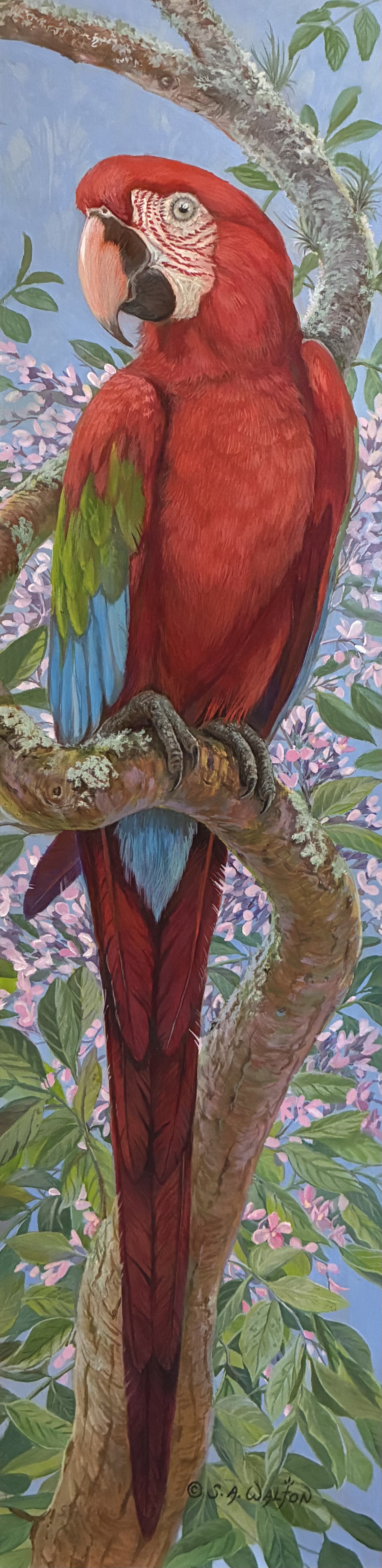 Greenwing Macaw