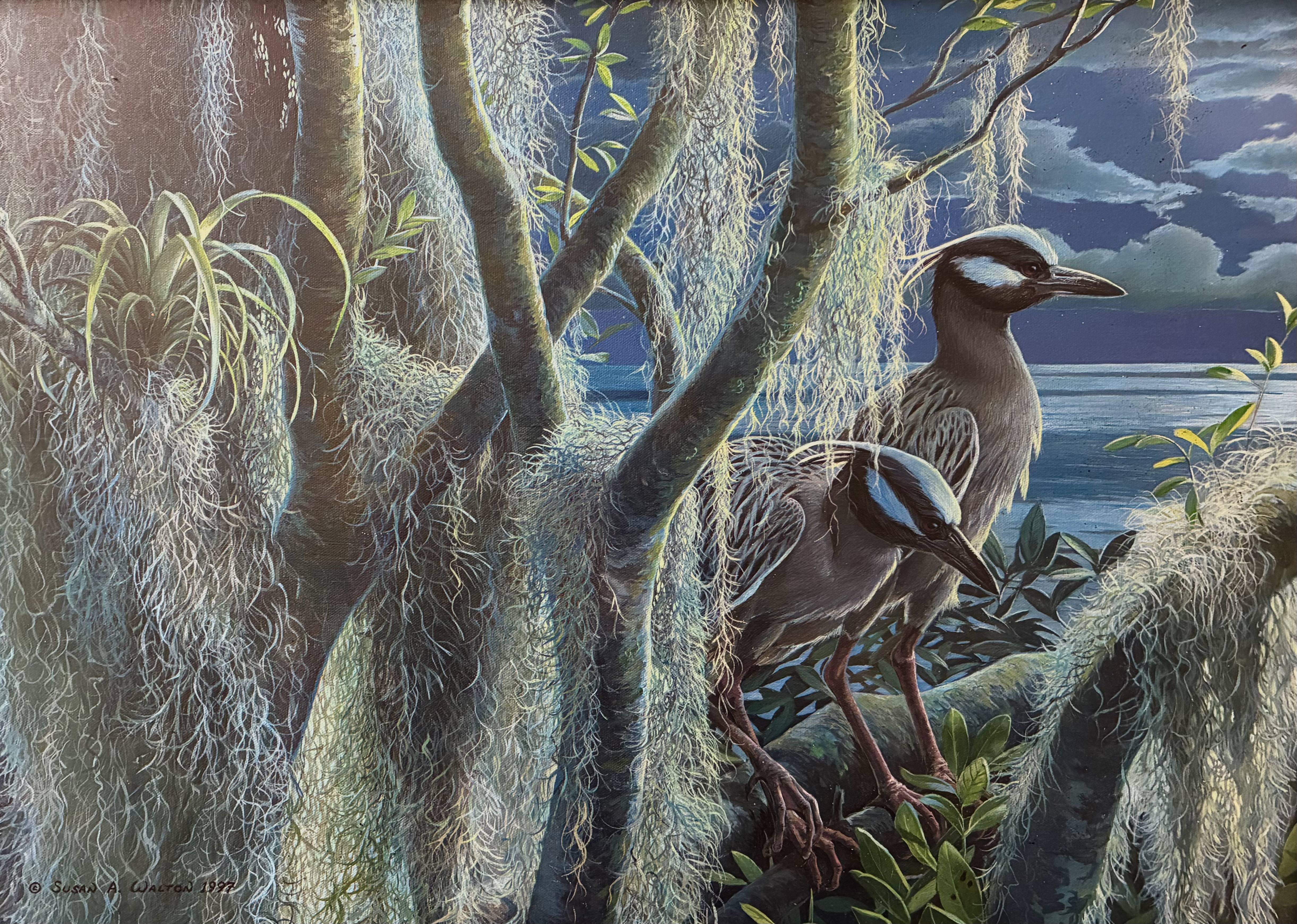 Through the Watches of the Night ~ Yellow Crowned Night Herons
