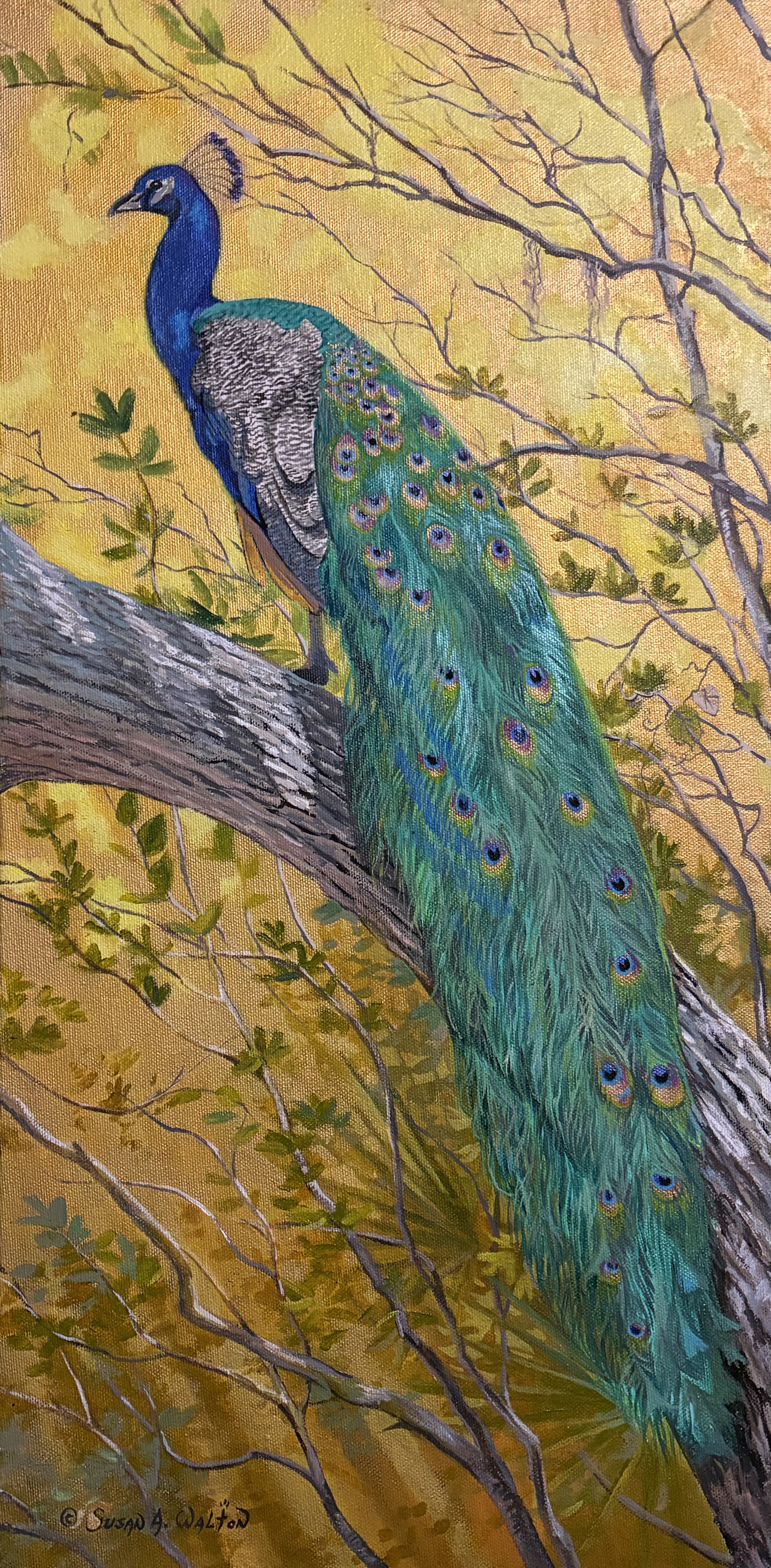 The Prince of Pasco County ~ Peacock