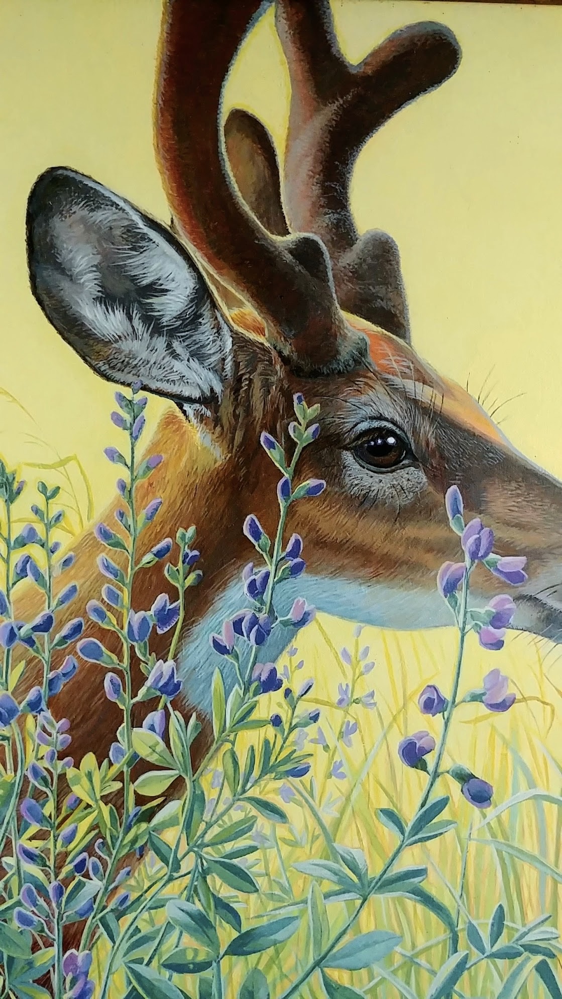 I Shall Walk In My Integrity ~ Whitetail Deer & False Blue Indigo