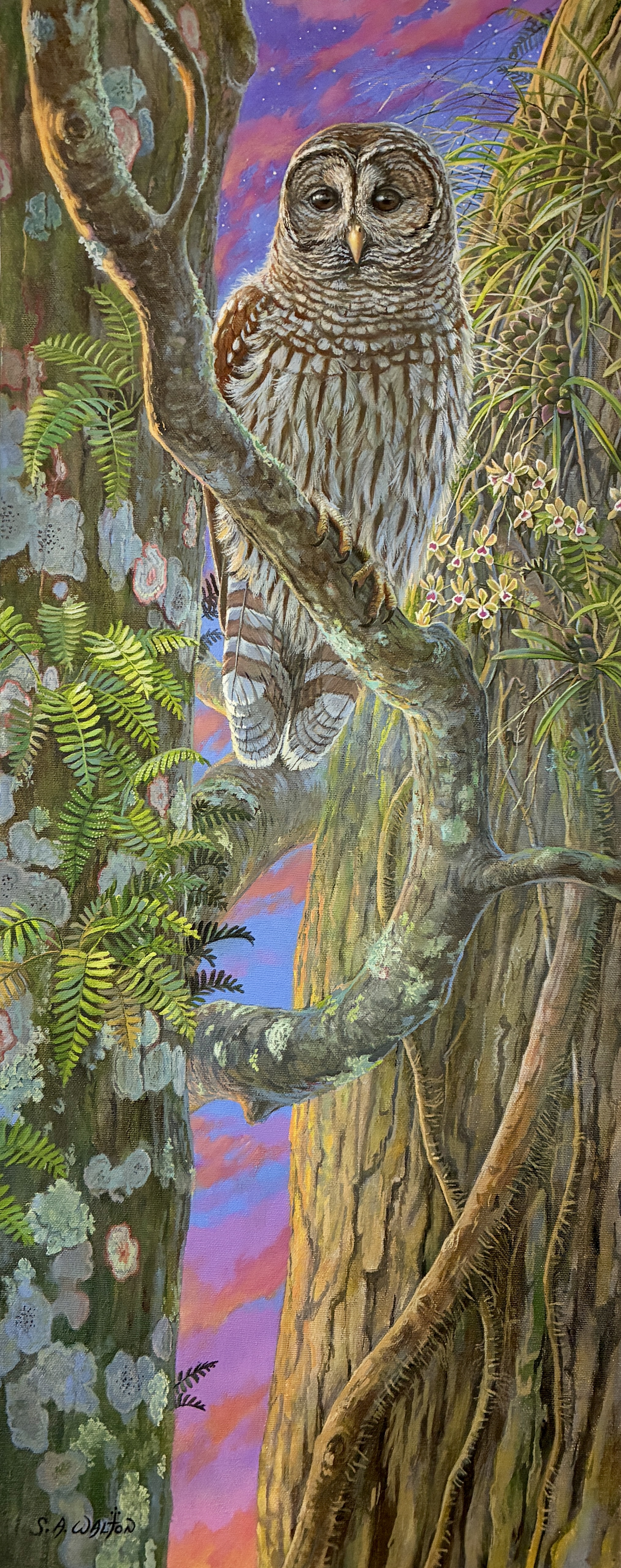 Judgement Seat ~ Barred Owl